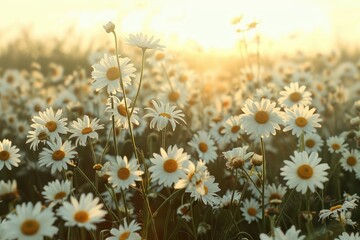 Poster - A field of blooming daisies bathed in golden sunlight during evening hours, creating a serene landscape that invites tranquility and appreciation for nature's beauty