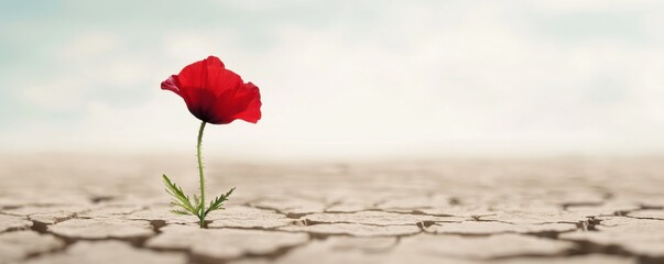 A solitary red flower blooms amidst a cracked and arid landscape, symbolizing resilience and beauty in harsh conditions.