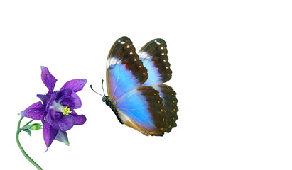 Aufkleber - bright tropical blue morpho butterfly on purple flower in water drops isolated on white. copy space