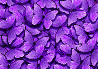 Aufkleber - bright purple morpho butterflies texture background. colorful tropical butterflies