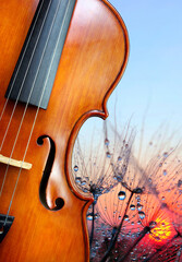 Aufkleber - violin, fluffy dandelion in dew drops against the background of sunrise