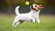 © Viktoriia Kan - The dog enthusiastically jumps in the air, tail wagging, as it chases after a bright green tennis ball across the lush green grass in the backyard.