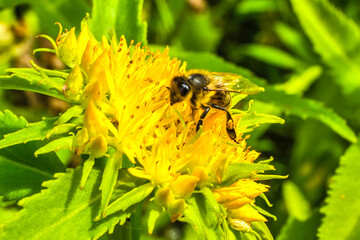 Aufkleber - A bee collects nectar and pollen from the inflorescence of Rhodiola rosea.
Rhodiola rosea in the form of tea is used to relieve fatigue, overwork, to increase performance and endurance. Pollen plant a