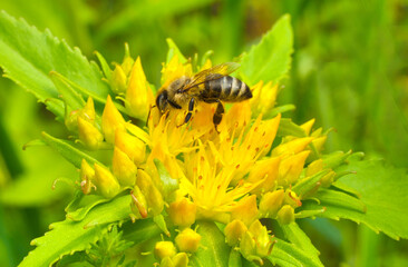 Aufkleber - A bee collects nectar and pollen from the inflorescence of Rhodiola rosea.
Rhodiola rosea in the form of tea is used to relieve fatigue, overwork, to increase performance and endurance. Pollen plant a