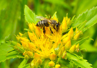 Aufkleber - A bee collects nectar and pollen from the inflorescence of Rhodiola rosea.
Rhodiola rosea in the form of tea is used to relieve fatigue, overwork, to increase performance and endurance. Pollen plant a