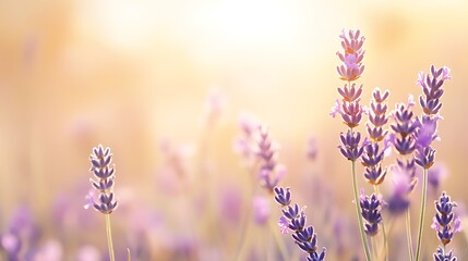 Wall Mural - A soft, blurred lavender field background with a large, open space for text