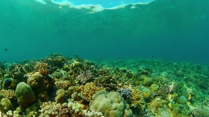 Wall Mural - Tropical fishes and coral reef at diving. Underwater world with corals and tropical fishes.