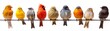 © Monchisa - Diverse Birds on a Wire, a full-body display of various bird species perching together against a clean white background, highlighting their unique colors and features.