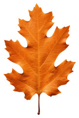 Wall Mural - PNG Orange oak leaf plant tree fragility.