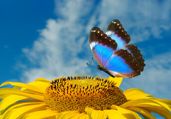 Aufkleber - bright blue butterfly morpho on a sunflower against a blue sky.