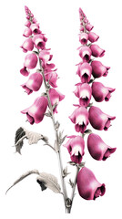 Sticker - PNG Silkscreen of foxgloves nature flower plant.