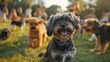 © BonzEarthsnapper - Generate a high-resolution background showing dogs and their owners having fun at a busy dog park. Emphasize the playful, engaging nature of the park scene