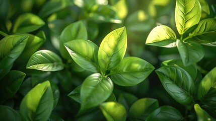 Wall Mural - Closeup of a dense lush and vibrant green foliage in a natural tranquil environment  The leaves showcase the beauty and essence of a flourishing thriving ecosystem