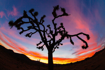 Sunset behind Joshua tree