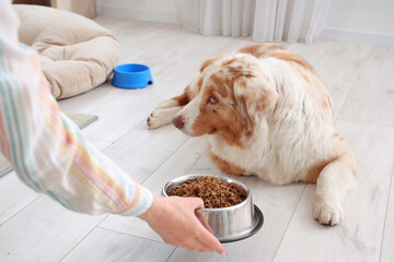 Wall Mural - Young woman giving to Australian Shepherd dog bowl with tasty pet food at home