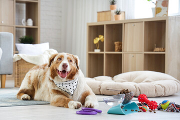 Canvas Print - Cute Australian Shepherd dog, bowl with pet food and toys at home