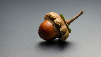 Canvas Print - Acorn on a plain background