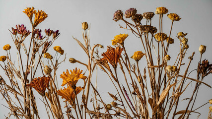 Canvas Print - Dried flower with plain background