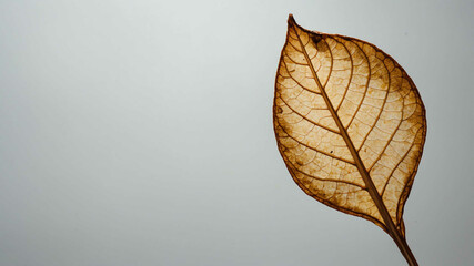 Wall Mural - Dried leaf with plain background