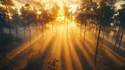 Wall Mural - Sunlight piercing through morning fog in a forest.