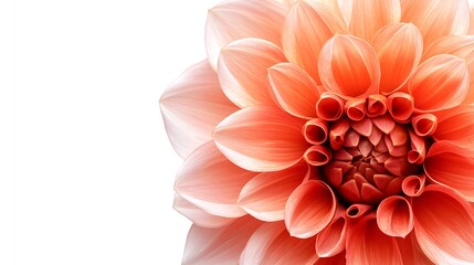 Poster - Dahlia flower isolated on a white background Close up Nature : Generative AI