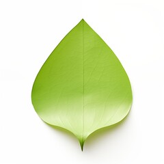 Wall Mural - drop of water on green paint leaf paper in white background