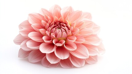 Poster - Dahlia flower isolated on a white background Close up Nature : Generative AI
