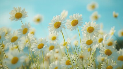 Aufkleber - Daisies in the field against the blue sky Blooming meadow in the village : Generative AI