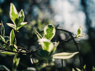 Canvas Print - Tree leaves