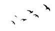 © Nitesh - Birds flock Flying in the Sky - transparent background editable
