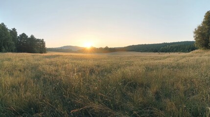 Sticker - Golden Hour Sunrise Over a Grassy Field