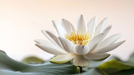 Poster - Lotus flower on isolated white : Generative AI