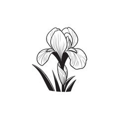 Wall Mural - Vector Illustration of a Beautiful Iris Flower - Botanical Line Drawing.