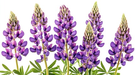 Sticker - Purple lupine flowers isolated on white background Bunch of colorful lupines spring flower : Generative AI