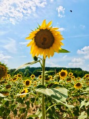 sunflowers in the field