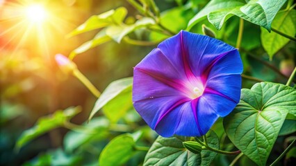 Close-up of a beautiful morning glory flower blooming in the garden, morning glory, flower, blooming, garden, close-up, beauty