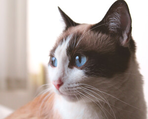 close up portrait of a cat