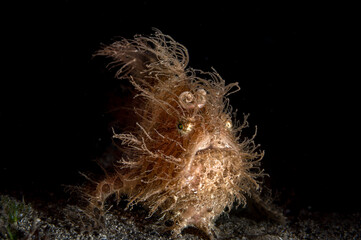 Hairy Frogfish or Antennarius striatus