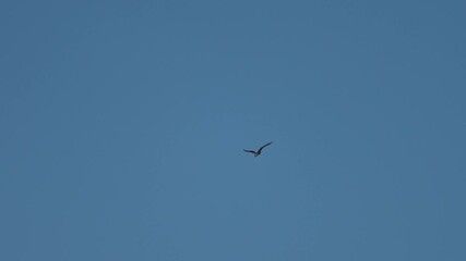 Wall Mural - osprey in flight