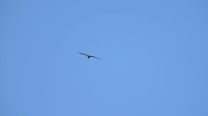 Poster - osprey in flight