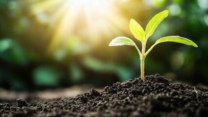 Wall Mural - Young Green Plant Seedling Growing in Fertile Soil with Sunlight in the Background