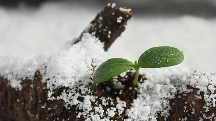 Wall Mural - 雪の残る森で春を感じて発芽する木の芽