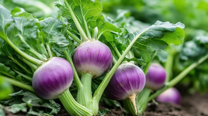 Wall Mural - A close-up of market-ready kohlrabi (Brassica oleracea), with its bulbous purple stem and green leaves