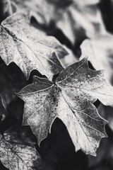 Canvas Print - Black and White Leaf