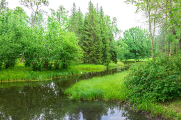 Wall Mural - A winding stream meanders through a lush forest, surrounded by tall trees and verdant foliage. The water reflects the surrounding greenery, creating a tranquil and peaceful atmosphere.