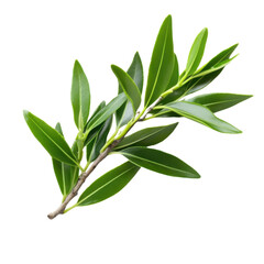 Tea tree leaves displayed with small and pointed shapes against a transparent background