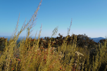 grass in the wind