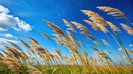 blowing tall grasses with blue skies background