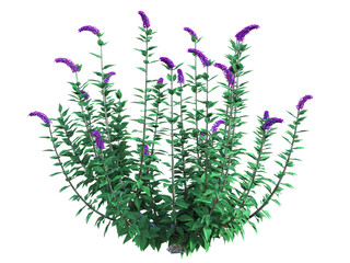 A blooming bush of summer lilac, Buddleja davidii, with dark purple flowers. 3D illustration on isolated background. 