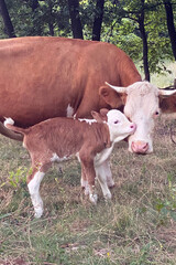 Mother cow with her newborn calf